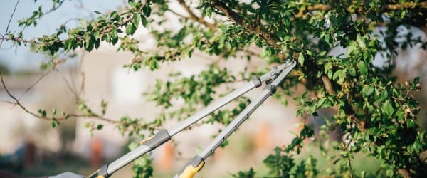 travaux jardinage