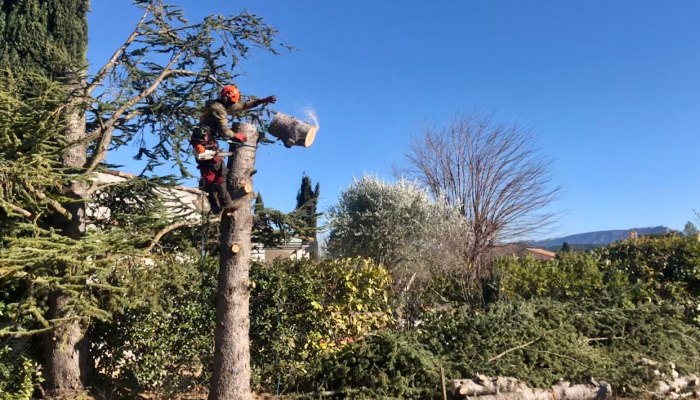 abattage arbre aix en provence