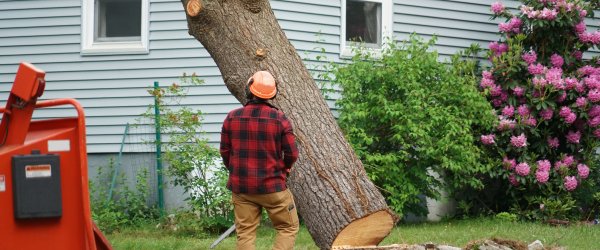 abattage arbre dangereux