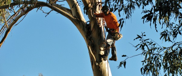 abattage arbre haut