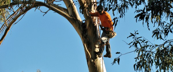 Prix de l'élagage des arbres en 2024 