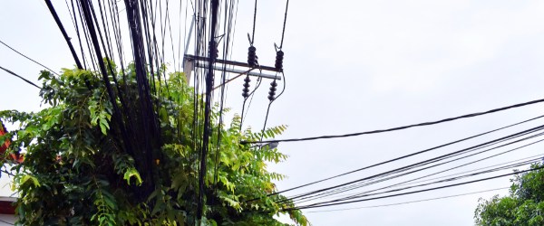 arbre ligne haute tension