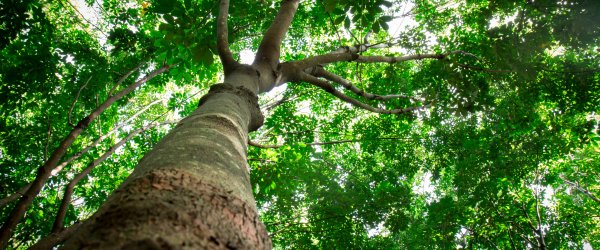 La hauteur des arbres