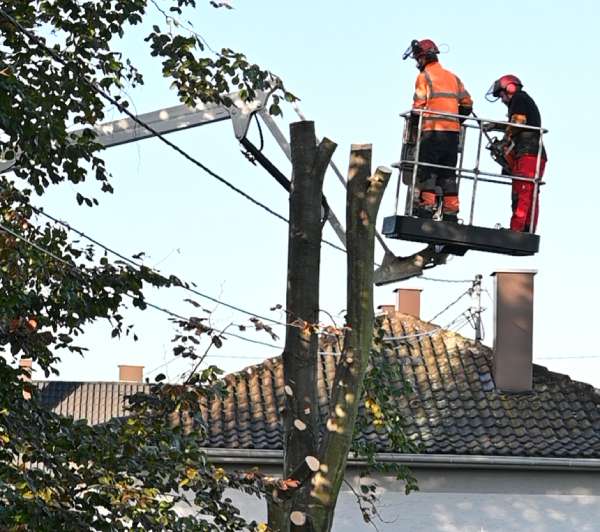 Longes d'élagage pour élagueurs professionnels