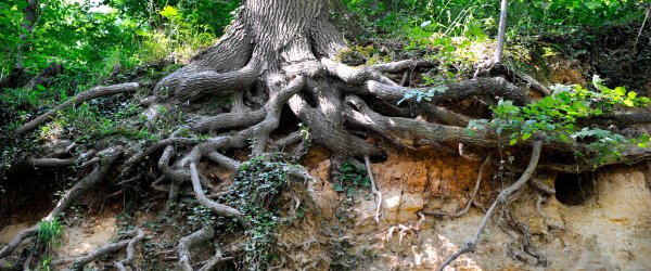 racines arbre