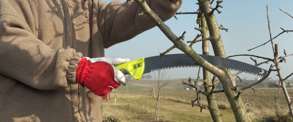 Tailler ou conduire les arbres fruitiers ?