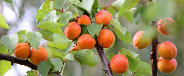 taille arbre fruitier a noyau