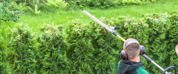 taille de haie jardinier