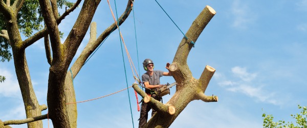 taille severe arbre