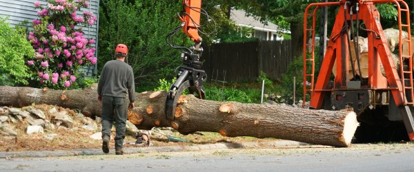 Prix de l'élagage des arbres en 2024 